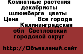 Комнатные растения, декабристы (шлюмберга) цветы › Цена ­ 300 - Все города  »    . Калининградская обл.,Светловский городской округ 